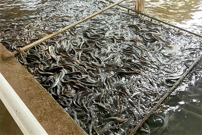 水產(chǎn)行業(yè)綠色發(fā)展新引擎 空氣能養(yǎng)殖熱泵的應(yīng)用與優(yōu)勢(shì)