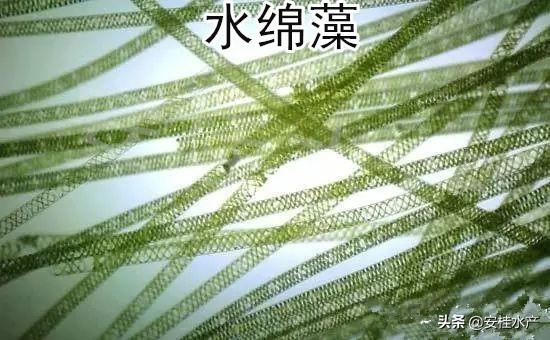 水產(chǎn)養(yǎng)殖常見(jiàn)藻類介紹及圖譜（下）——潛在有害藻類與生態(tài)調(diào)控應(yīng)用