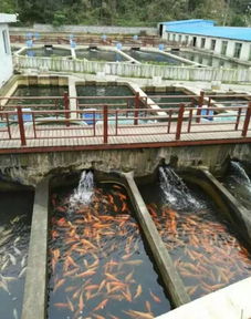 我們要養(yǎng)魚(yú)，我們也要環(huán)保——一文秒懂工廠化水產(chǎn)養(yǎng)殖系統(tǒng)